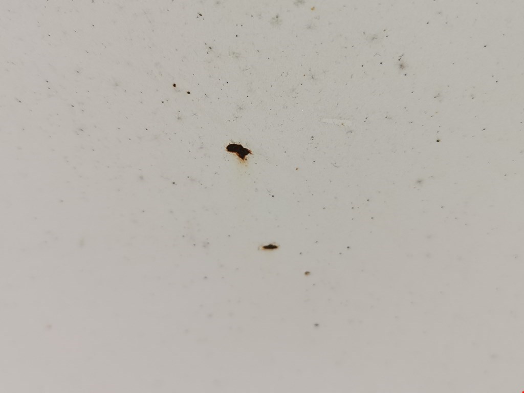 Дверь передняя правая ACURA TSX 2004-2008