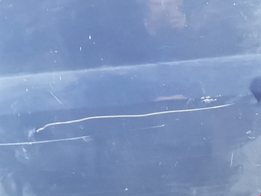 Дверь передняя левая FORD Transit 2000-2006