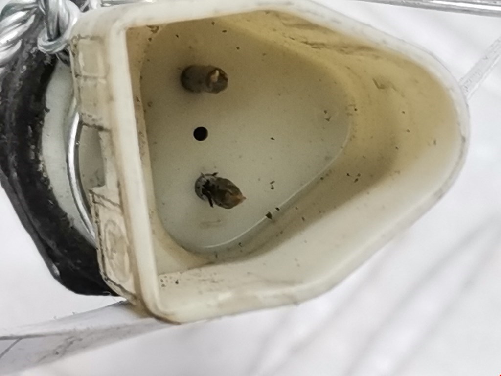 Датчик включения заднего хода FORD Focus I 1998-2005